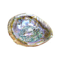 Abalone Shell